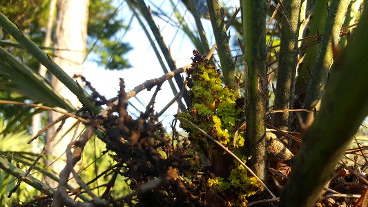 Chamaerops humilis