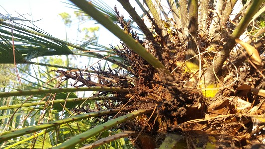 Chamaerops humilis