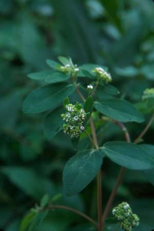 Euphorbia hypericifolia