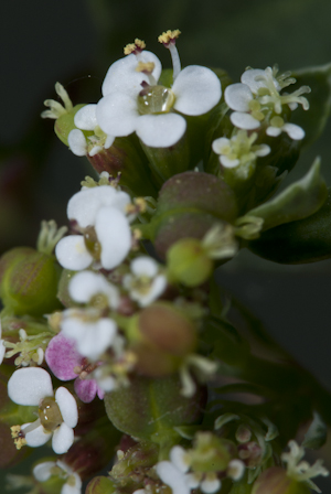 Euphorbia hypericifolia