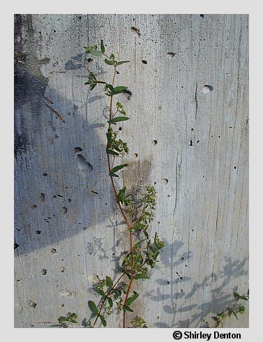 Euphorbia hyssopifolia