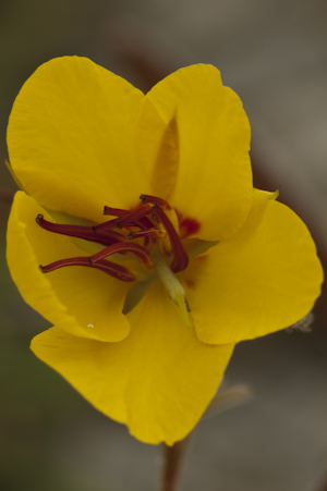 Chamaecrista lineata