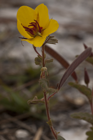 Chamaecrista lineata