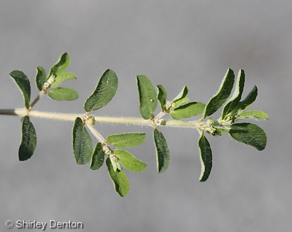 Euphorbia maculata