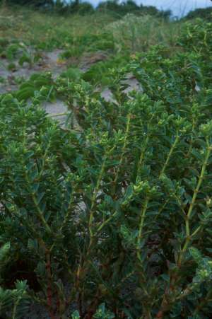 Euphorbia mesembryanthemifolia