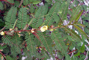 Chamaecrista nictitans