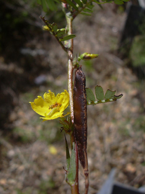 Chamaecrista nictitans