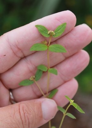 Euphorbia ophthalmica