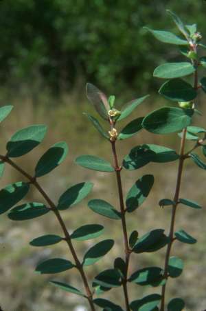 Euphorbia porteriana