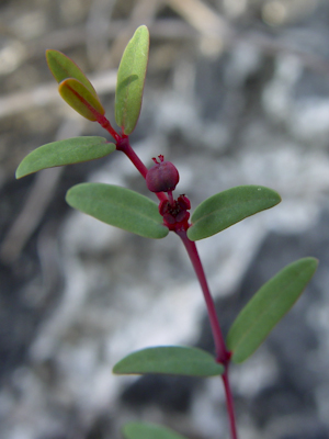 Euphorbia hammeri