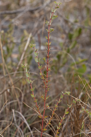 Euphorbia ogdenii