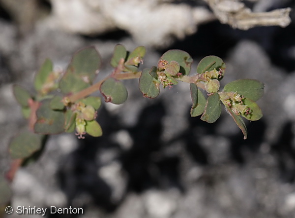 Euphorbia prostrata