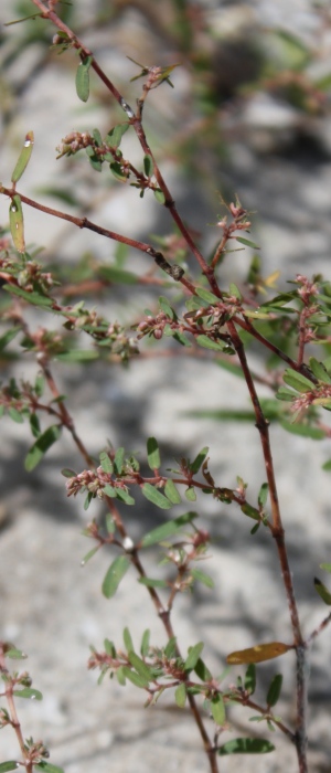 Euphorbia thymifolia