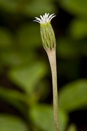 Chaptalia albicans