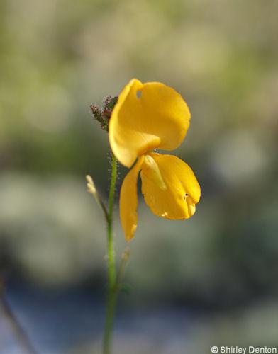 Chapmannia floridana