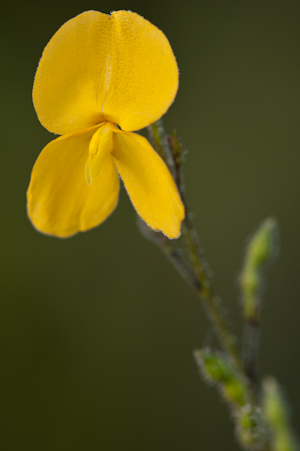 Chapmannia floridana