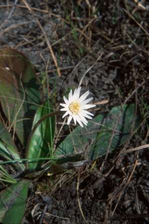 Chaptalia tomentosa