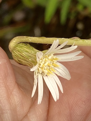 Chaptalia tomentosa