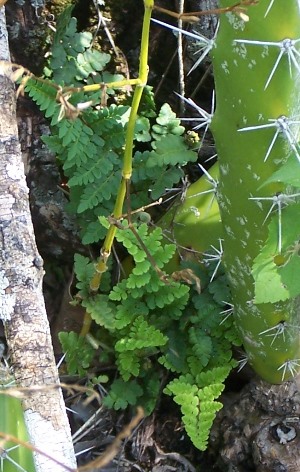 Cheilanthes microphylla