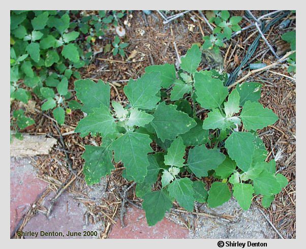 Chenopodium album