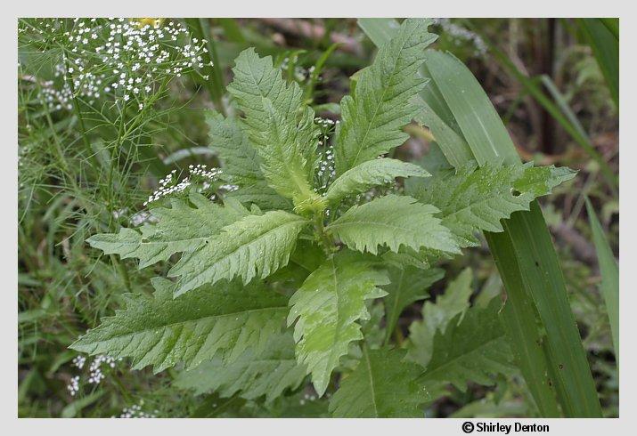 Chenopodium ambrosioides