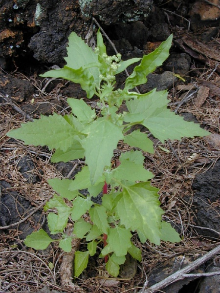 Chenopodium murale