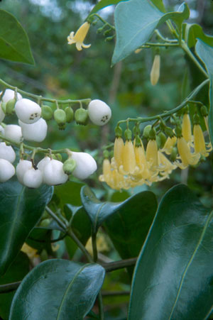 Chiococca alba