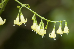 Chiococca alba