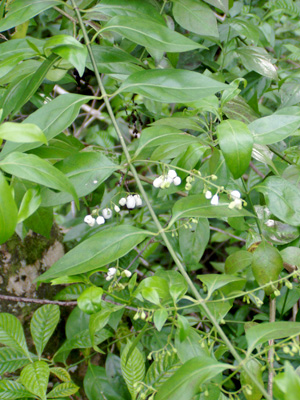 Chiococca alba