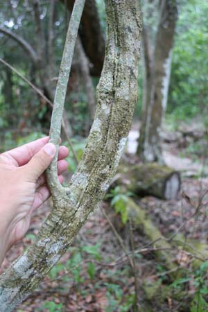 Chiococca alba