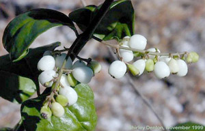 Chiococca alba