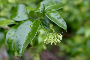 Chiococca alba