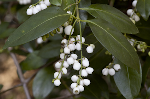 Chiococca alba