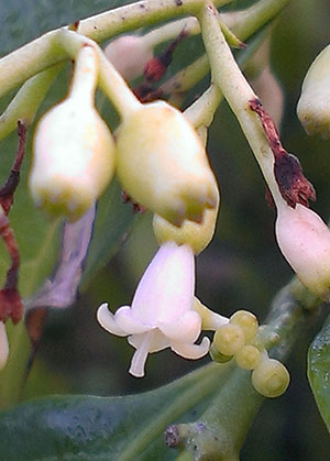 Chiococca alba