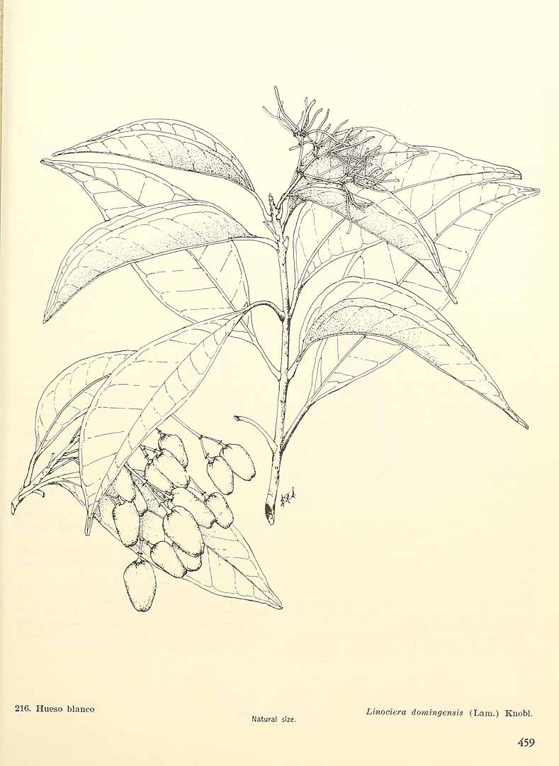 Chionanthus ligustrinus