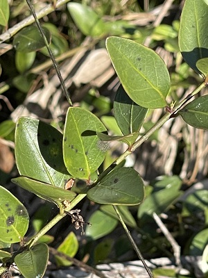 Chiococca parvifolia