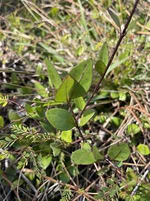 Chiococca pinetorum