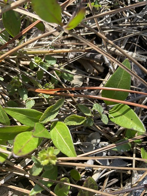 Chiococca pinetorum