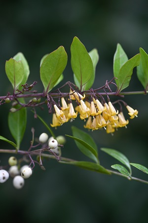 Chiococca pinetorum