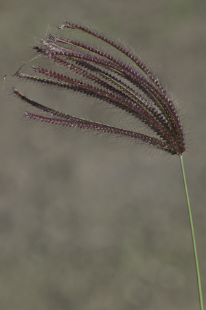 Chloris barbata