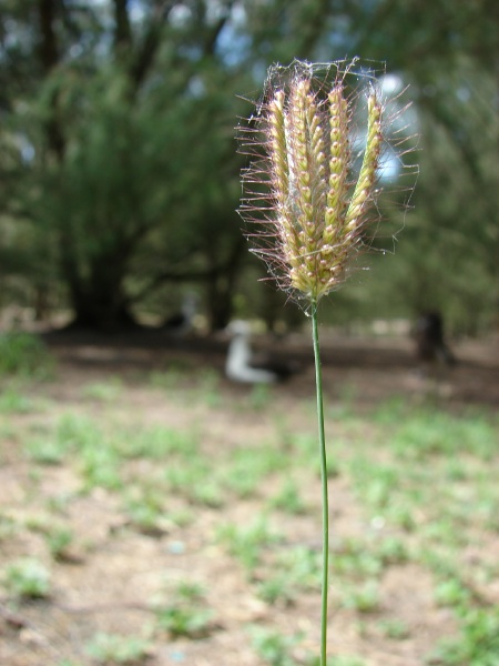 Chloris barbata