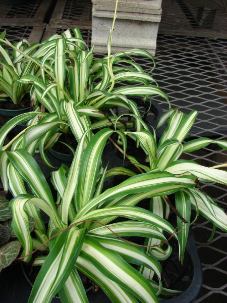 Chlorophytum comosum