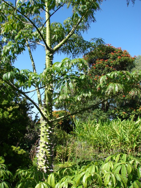 Ceiba speciosa