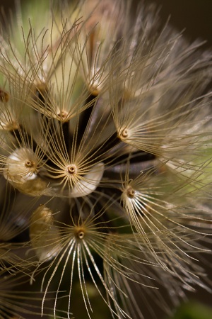 Chromolaena frustrata