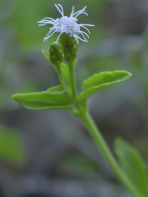 Chromolaena frustrata