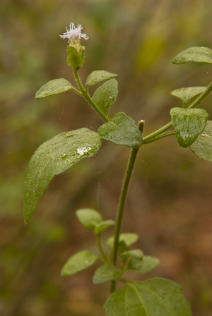 Chromolaena frustrata