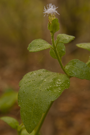 Chromolaena frustrata