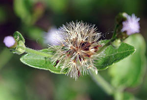 Chromolaena frustrata