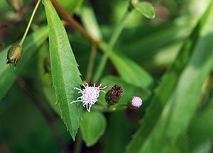 Chromolaena frustrata