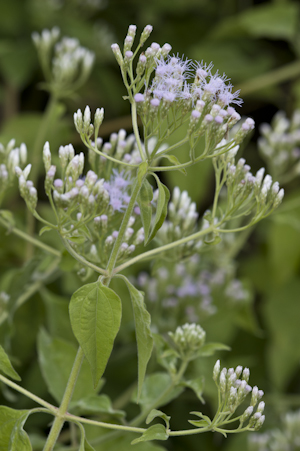 Chromolaena odorata